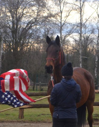 Cheval et cavalière à pied avec drapeau américain